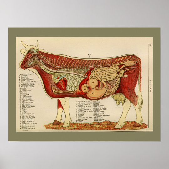 1917 Vintage Cow Internal Anatomy Chart | Zazzle.com diagram of a cows skull 