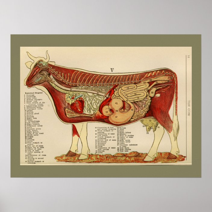1917 Vintage Cow Internal Anatomy Chart Zazzle Com Cow, ox, bovine anatomical chart. 1917 vintage cow internal anatomy chart zazzle com