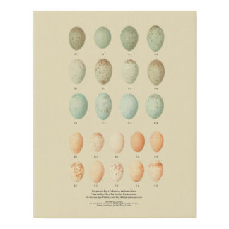 1920s Vintage Eggs of Three Species Faux Canvas Print