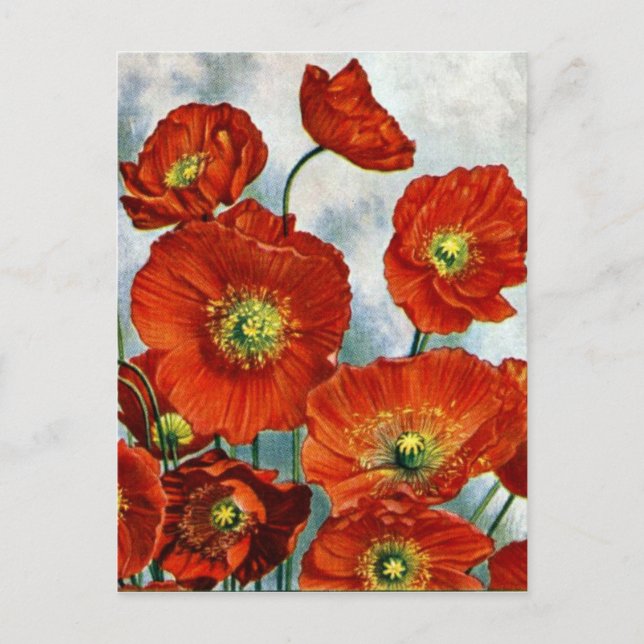 1922 Iceland Poppy Illustration Postcard (Front)