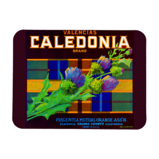 1930s Caledonia orange crate label Magnet