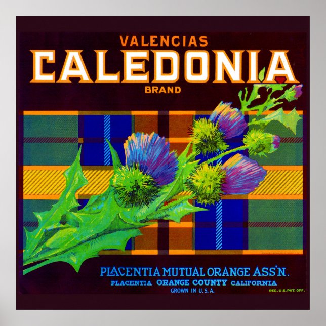 1930s Caledonia orange crate label Poster (Front)