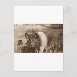 1960s Pig Postcard