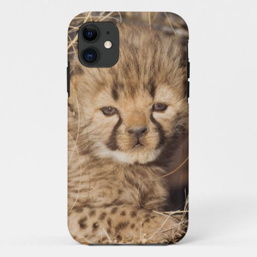 19 days old male cub Namibia iPhone 11 Case