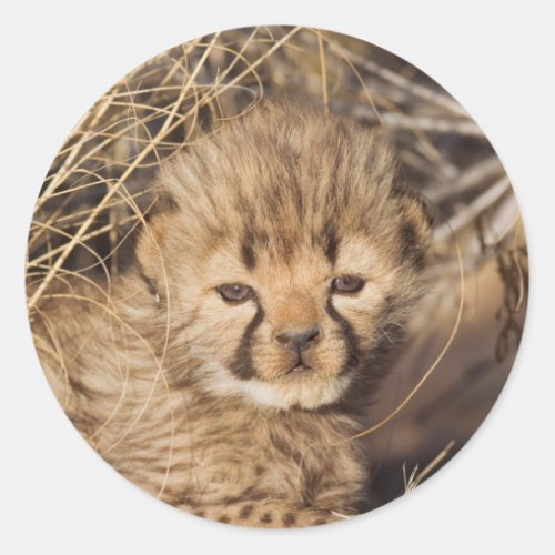 19 days old male cub Namibia Classic Round Sticker