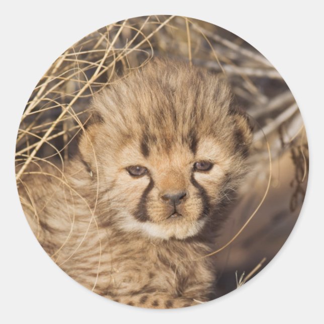 19 days old male cub. Namibia Classic Round Sticker (Front)