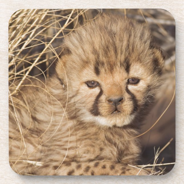 19 days old male cub. Namibia Drink Coaster (Front)
