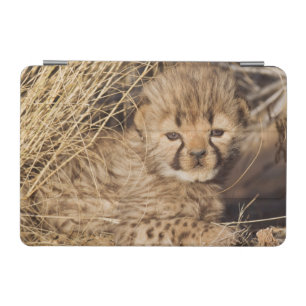 19 days old male cub. Namibia iPad Mini Cover