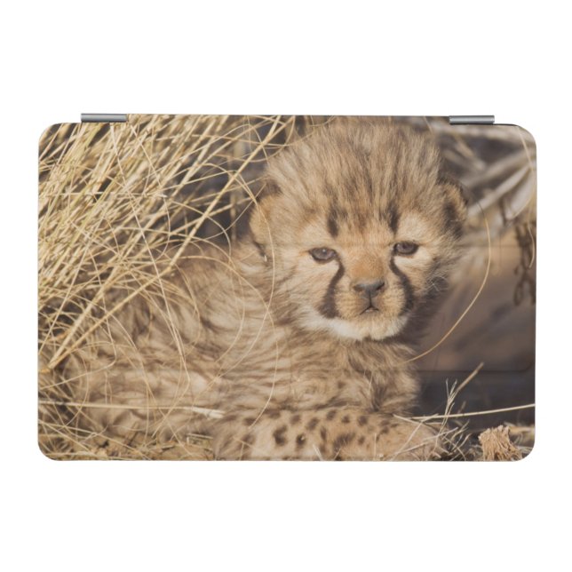 19 days old male cub. Namibia iPad Mini Cover (Horizontal)