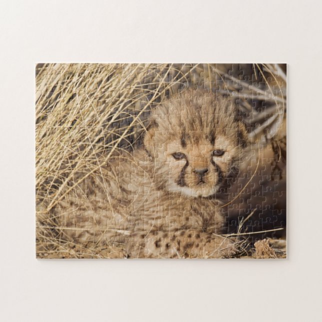 19 days old male cub. Namibia Jigsaw Puzzle (Horizontal)