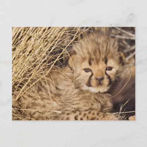 19 days old male cub Namibia Postcard