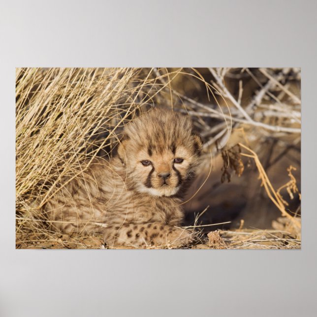 19 days old male cub. Namibia Poster (Front)