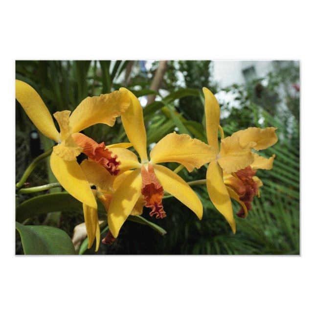 19"x13" Gold Orchids Photo Print (Front)