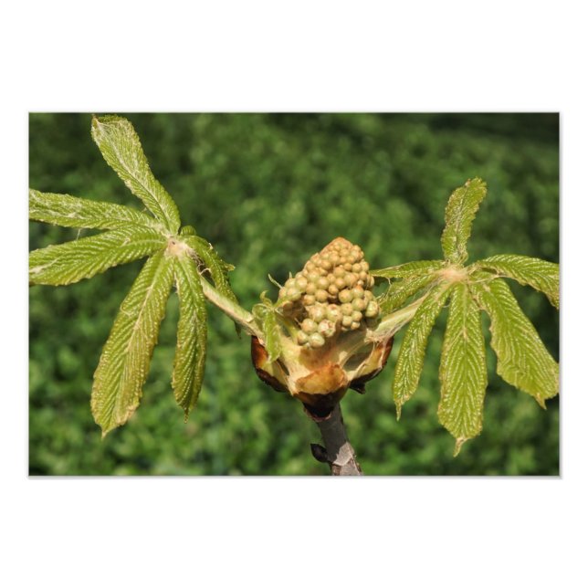 19"x13" Horse Chestnut Leaves Photo Print (Front)
