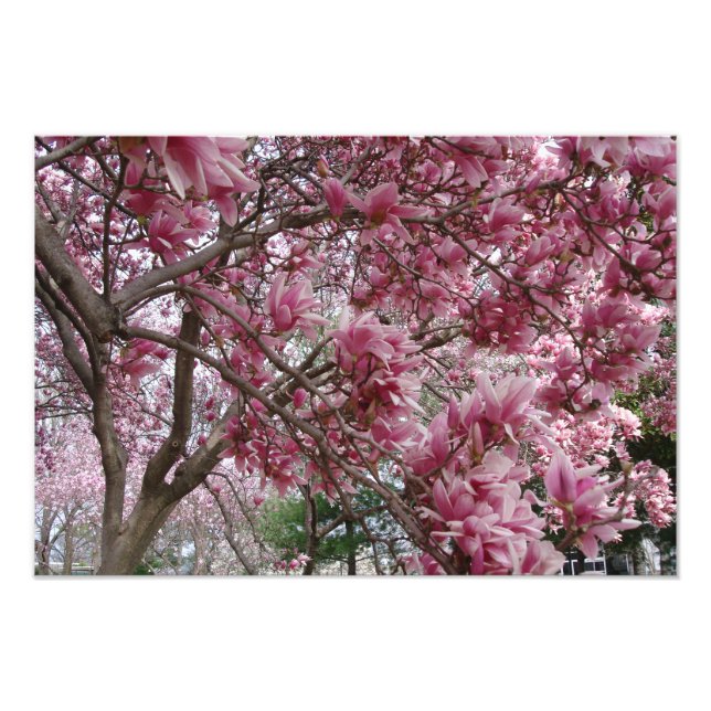 19"x13" Large Pink Magnolia Photo Print (Front)