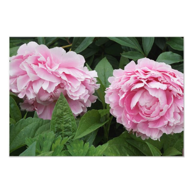 19 "x13" Pink Peonies Photo Print (Front)