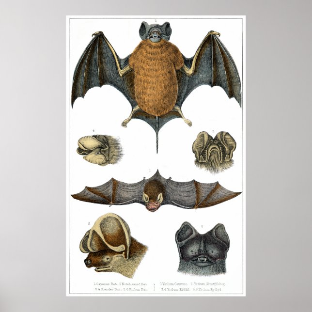 19th C. Bat Print (Front)