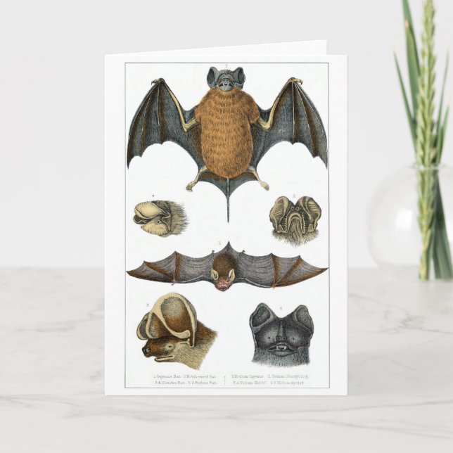 19th C. Bat Print Card (Front)