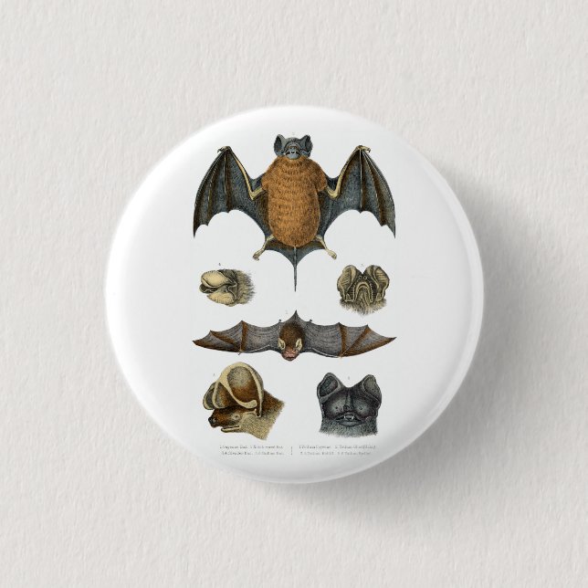 19th C. Bat Print Pinback Button (Front)