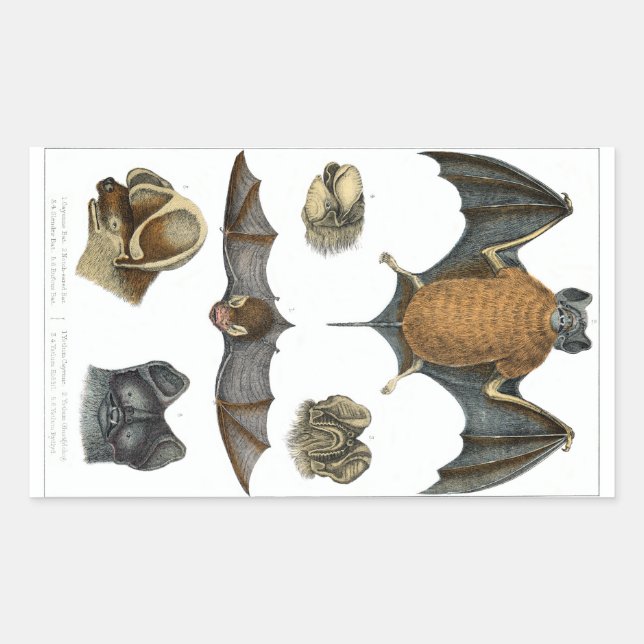 19th C. Bat Print Rectangular Sticker (Front)