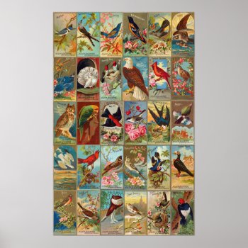 19th Century Birds Of America Illustrations Poster by judgeart at Zazzle