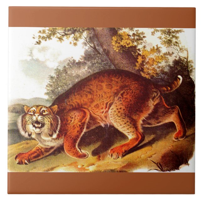 19th century bobcat print ceramic tile (Front)
