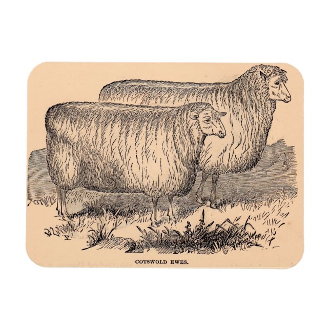 19th century Cotswold ewes Magnet (Horizontal)