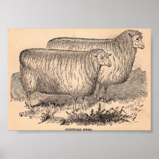 19th century Cotswold ewes print