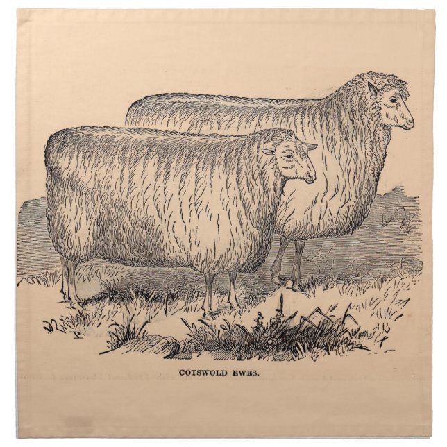 19th century Cotswold ewes print Cloth Napkin (Front)