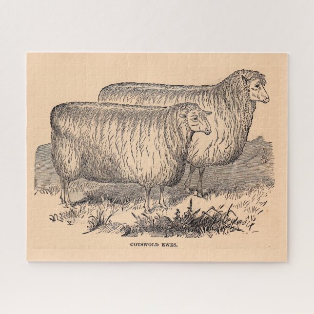 19th century Cotswold ewes print Jigsaw Puzzle (Horizontal)