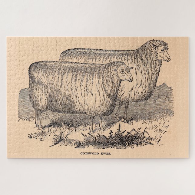 19th century Cotswold ewes print Jigsaw Puzzle (Horizontal)