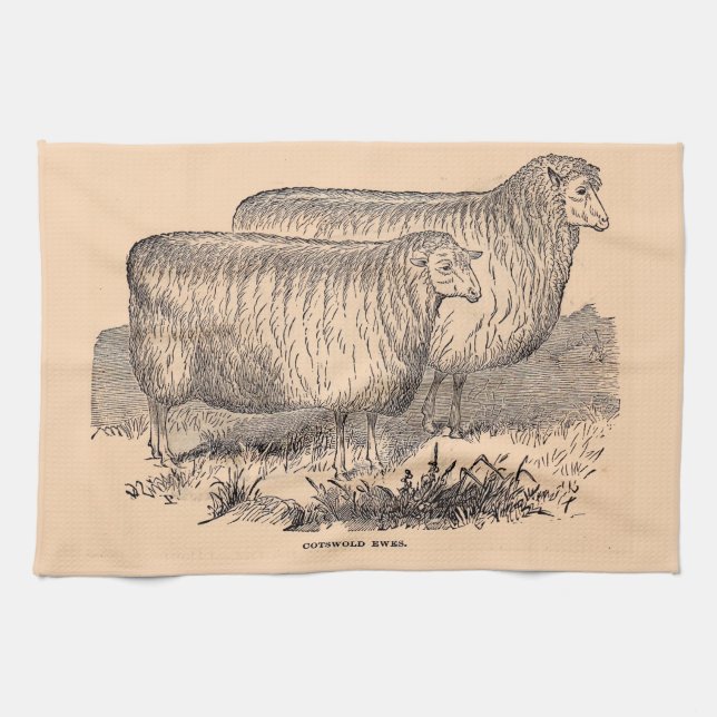 19th century Cotswold ewes print Kitchen Towel (Horizontal)
