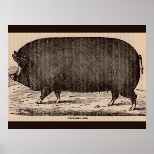 19th century farm animal print Berkshire sow no 2
