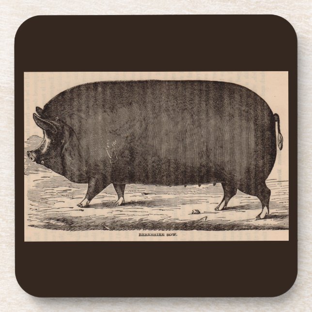 19th century farm animal print Berkshire sow no. 2 Beverage Coaster (Front)