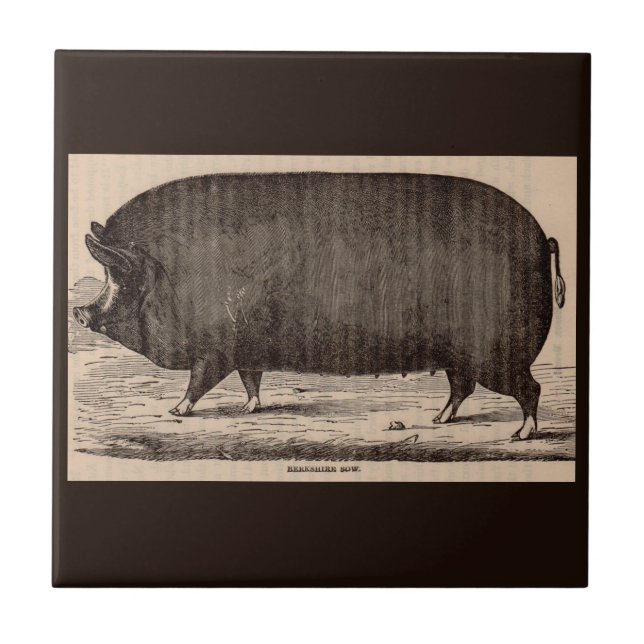 19th century farm animal print Berkshire sow no. 2 Ceramic Tile (Front)