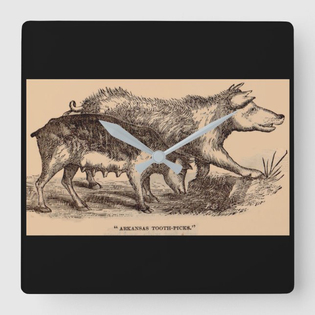 19th century farm animal print pigs print square wall clock (Front)