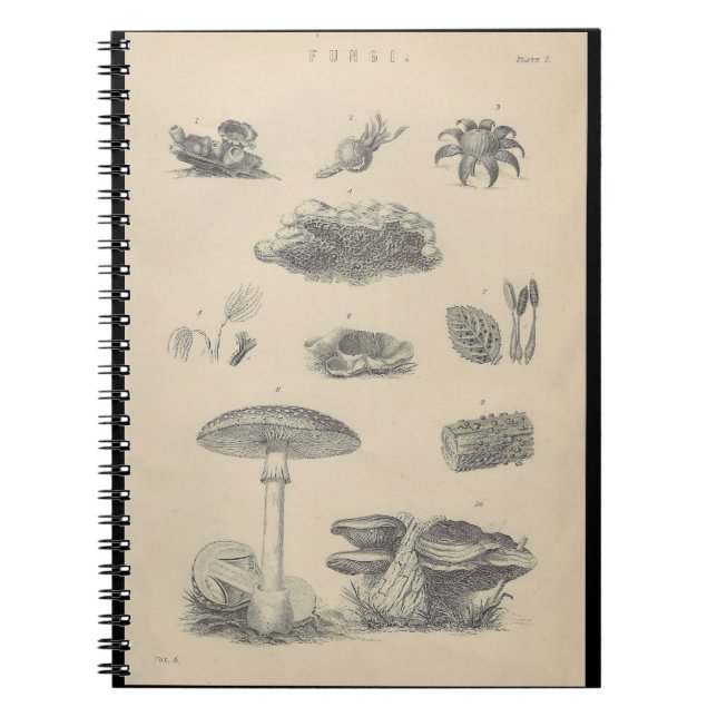 19th Century Fungi Illustration Note Book (Front)