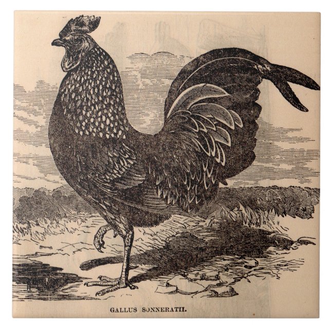 19th century Gallus Sonneratii rooster print Ceramic Tile (Front)