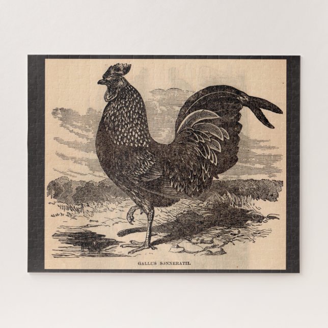 19th century Gallus Sonneratii rooster print Jigsaw Puzzle (Horizontal)