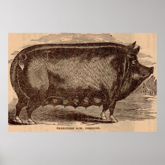19th century pig print Berkshire sow no. 1 (Front)