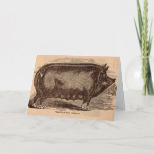 19th century pig print Berkshire sow no. 1 Card