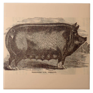 19th century pig print Berkshire sow no. 1 Ceramic Tile