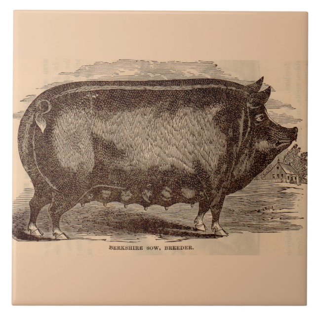 19th century pig print Berkshire sow no. 1 Ceramic Tile (Front)
