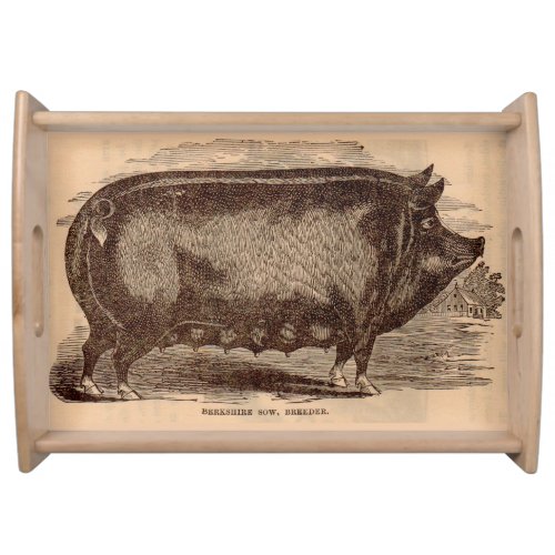 19th century pig print Berkshire sow no 1 Serving Tray