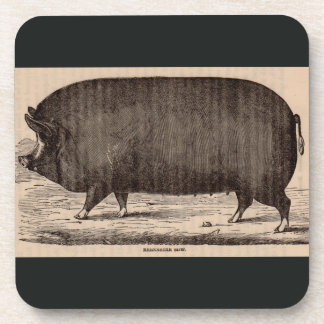 19th century pig print Berkshire sow no. 2 Beverage Coaster