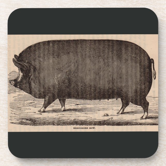19th century pig print Berkshire sow no. 2 Beverage Coaster (Front)