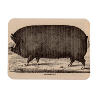 19th century pig print Berkshire sow no. 2 Magnet