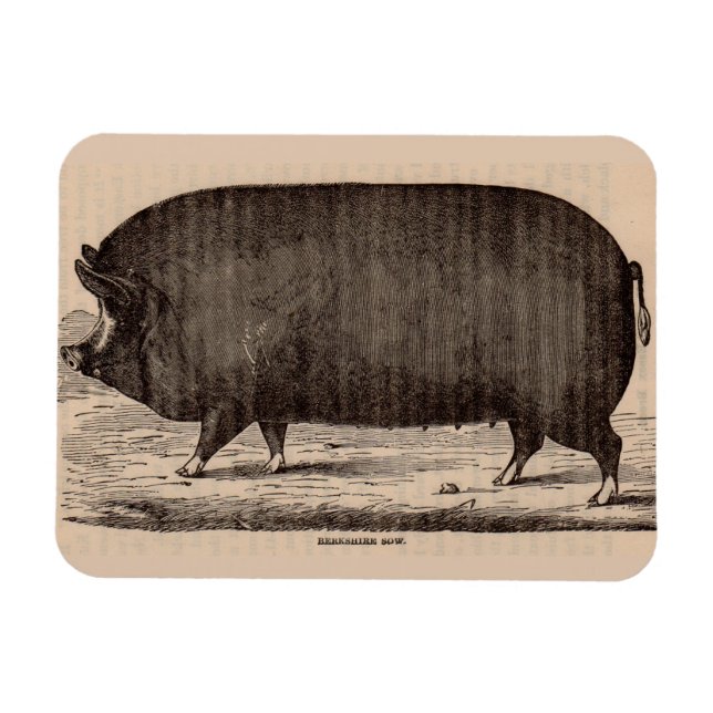 19th century pig print Berkshire sow no. 2 Magnet (Horizontal)