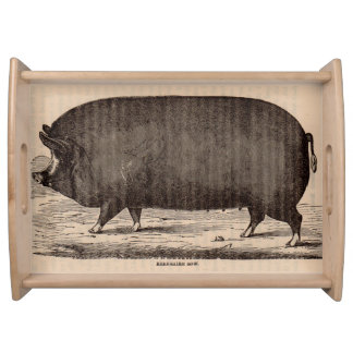 19th century pig print Berkshire sow no. 2 Serving Tray