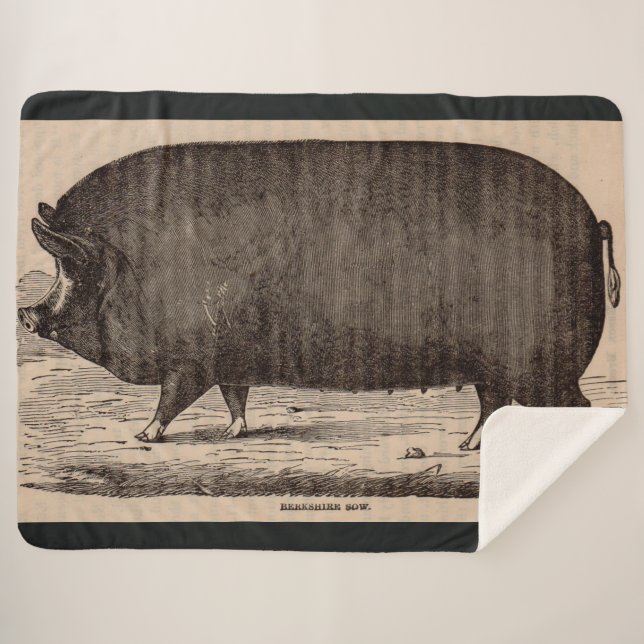19th century pig print Berkshire sow no. 2 Sherpa Blanket (Front (Horizontal))